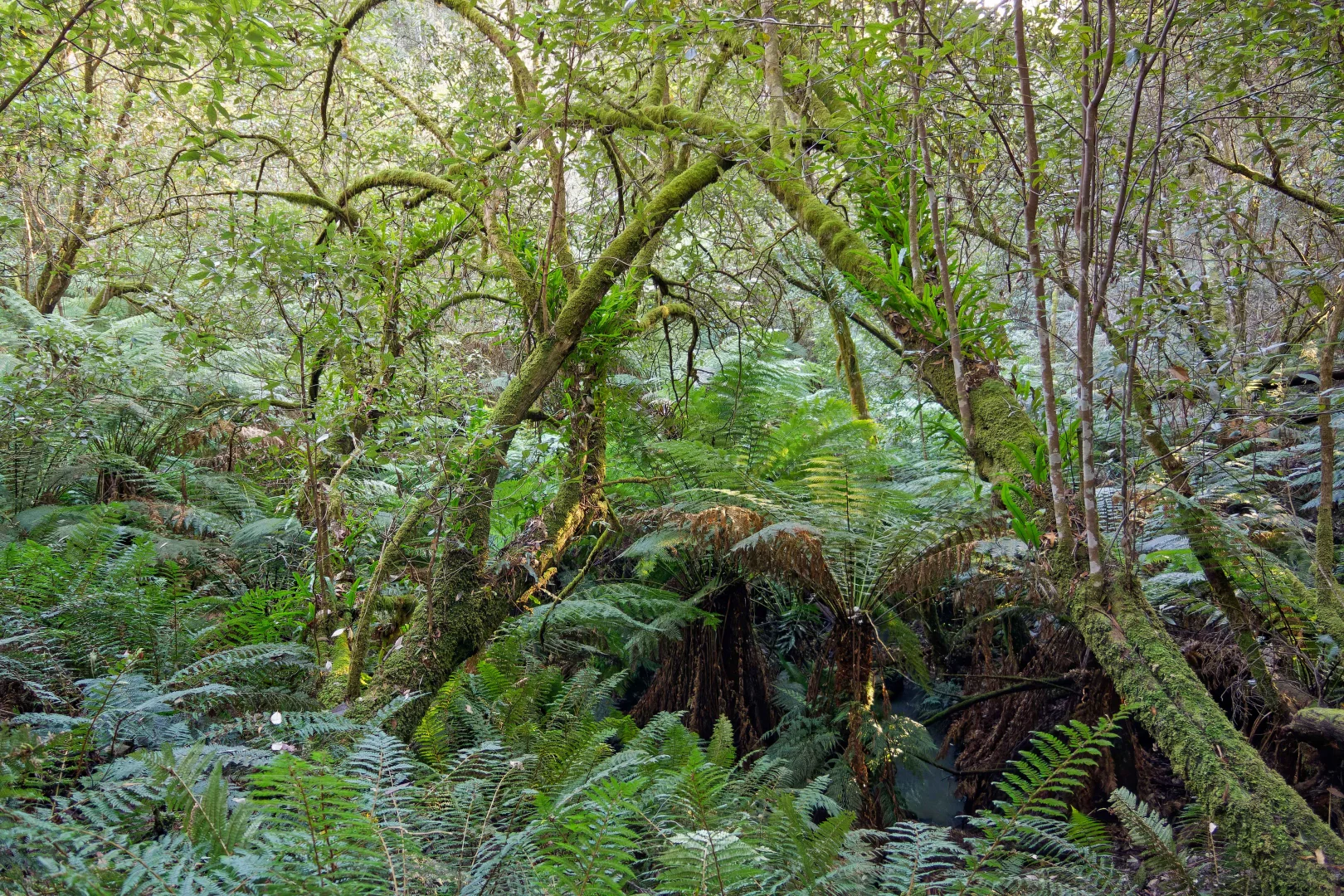 Additional image 15 of Lot 1, 660 Larcombes Road, Reedy Marsh TAS 7304