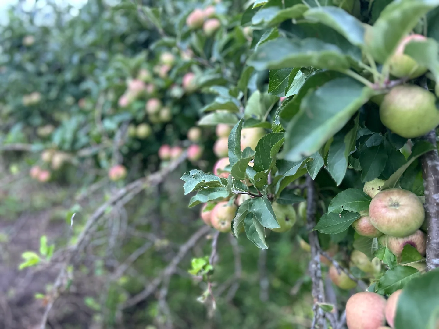 Additional image 29 of 249 Granite Belt Dve, Thulimbah QLD 4376