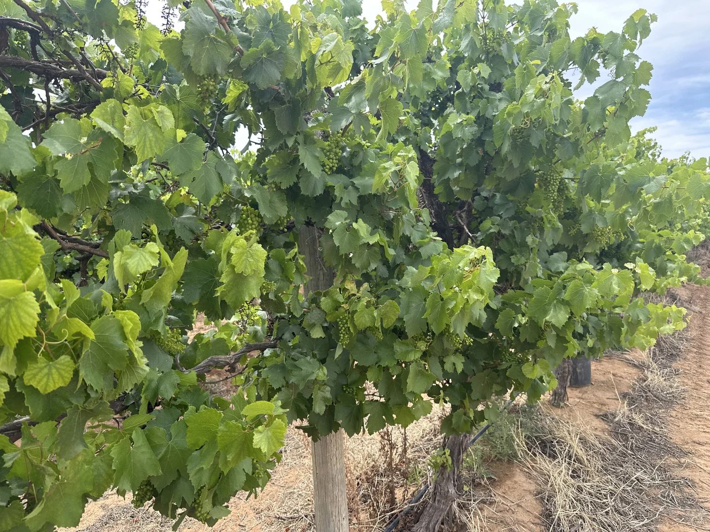 Additional image 3 of Lot 22 Brand Road, Cobdogla SA 5346