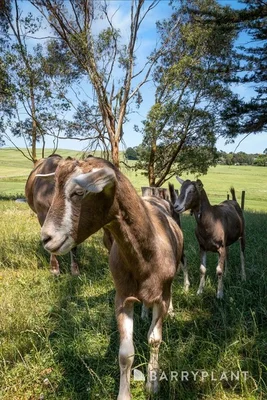 Additional image 17 of 15 Miles Court, Korumburra VIC 3950