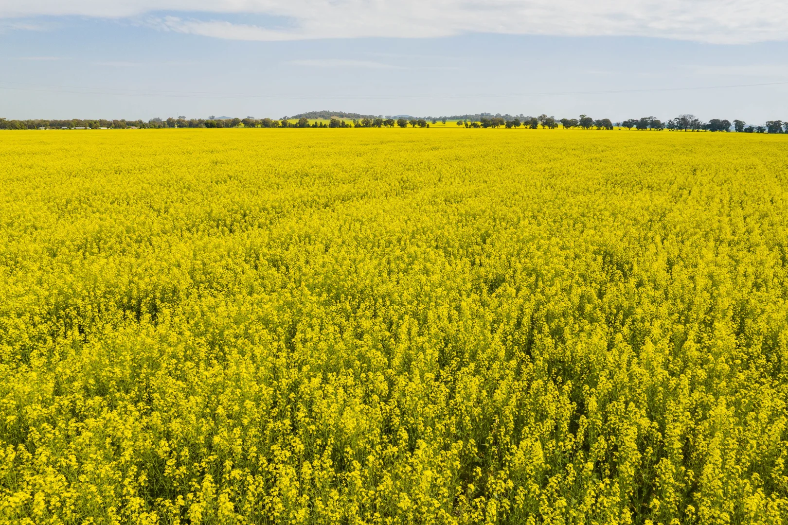 Additional image 8 of 93 Racecourse Lane, Stockinbingal NSW 2725
