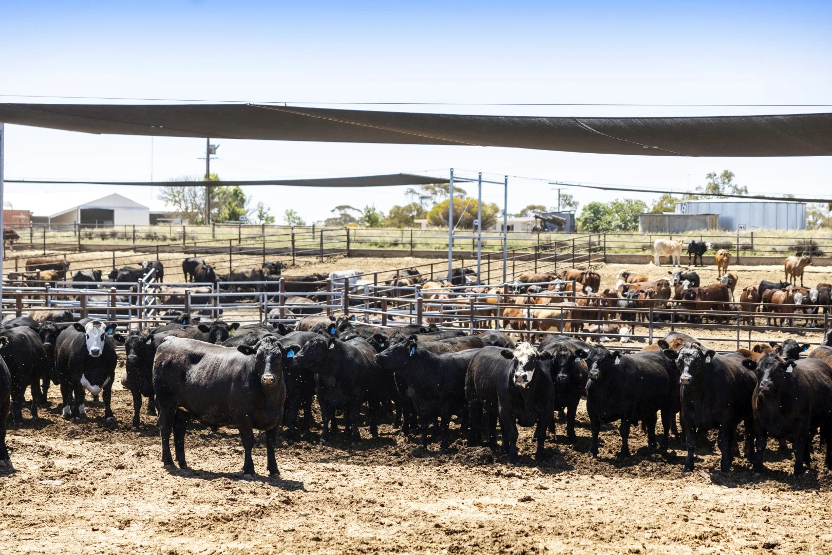 Additional image 10 of 1156 Parrakie North Road, Lameroo SA 5302