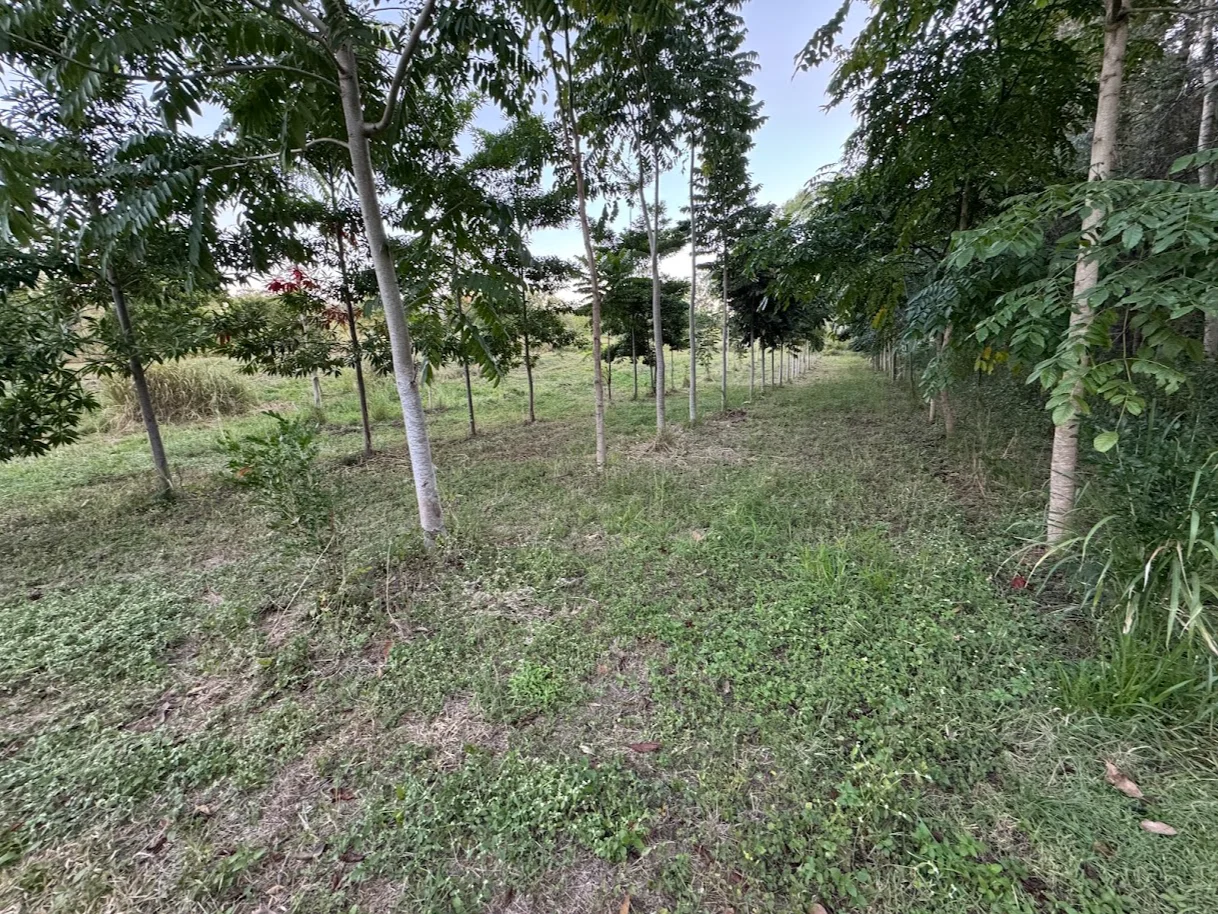 Additional image 13 of 25 Flaggy Rock Road, Clairview QLD 4741