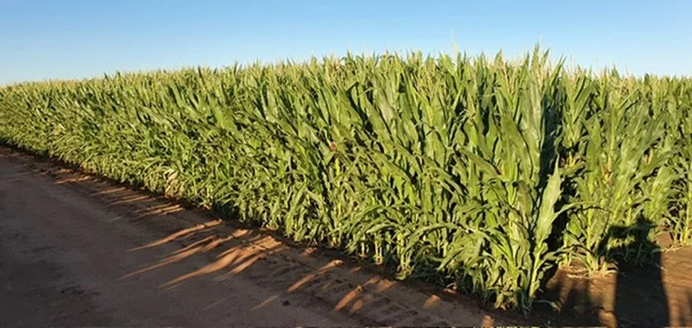 Additional image 20 of 'Kalawar' 1822 Pretty Pine Road, Morago NSW 2710