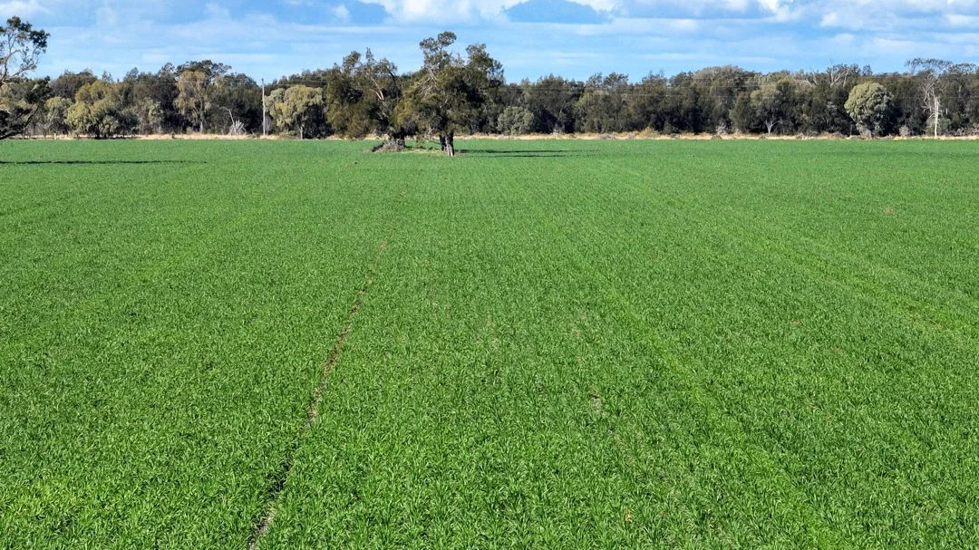 Additional image 3 of "FOREST VALE", Gurley NSW 2398