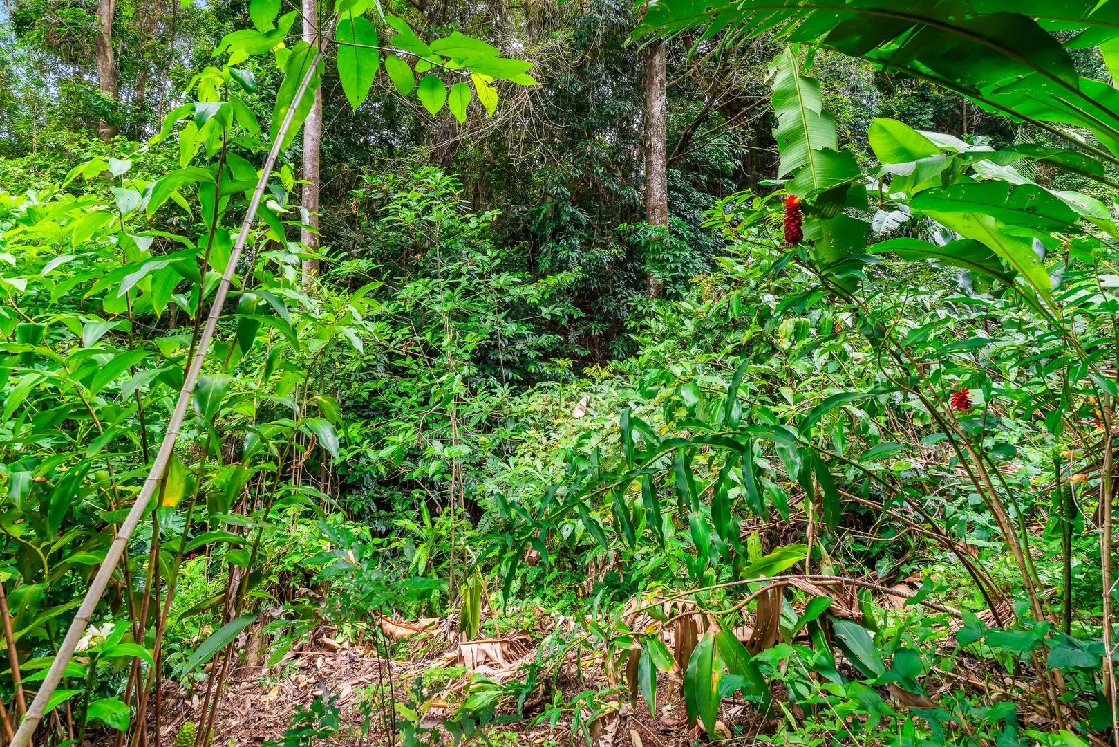 Additional image 4 of 14 Jagera Close, Kamerunga QLD 4870