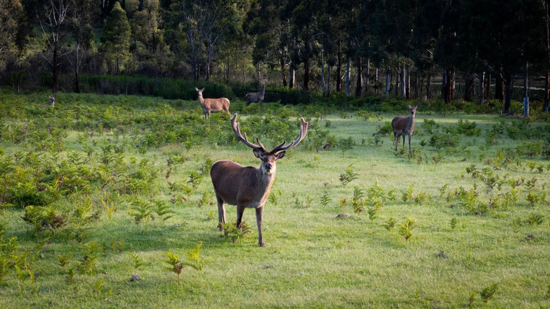 Additional image 29 of 51 Scarffs Road North, Buninyong VIC 3357