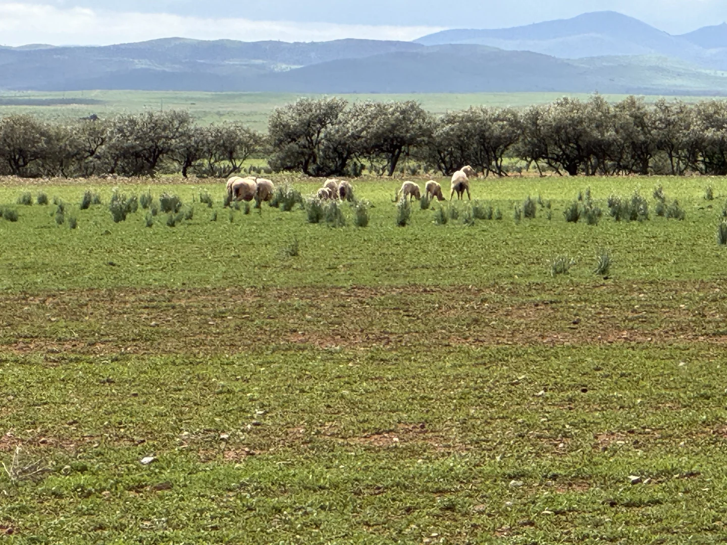 Additional image 4 of Redgum Road, Willowie SA 5431