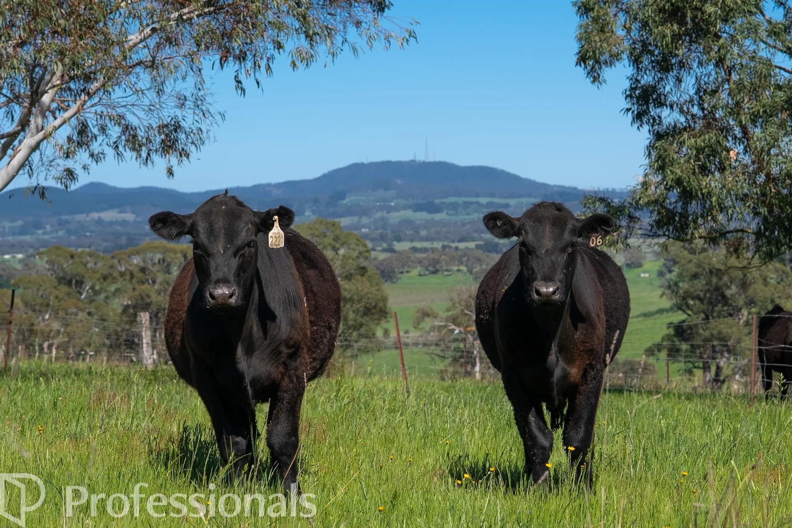 Additional image 36 of 225 Emu Swamp Road, Orange NSW 2800