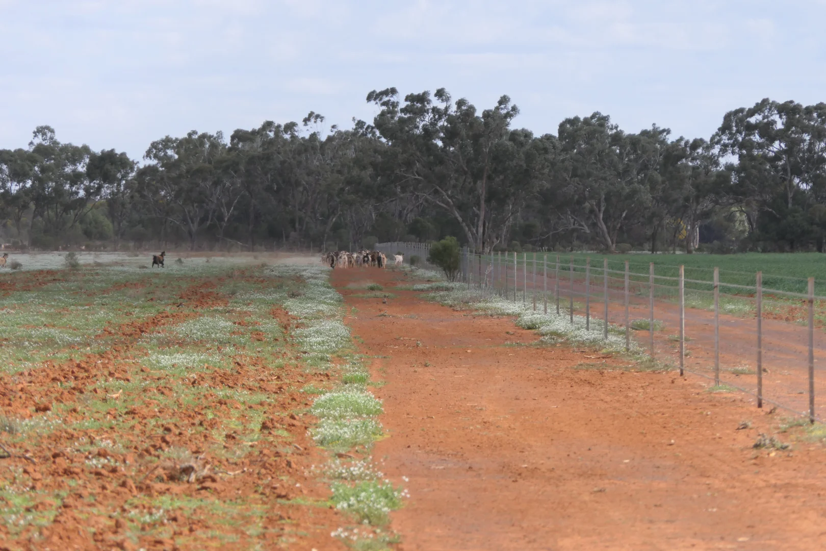 Additional image 14 of * Gilgunnia Station, 3240 Mulya Road, Cobar NSW 2835