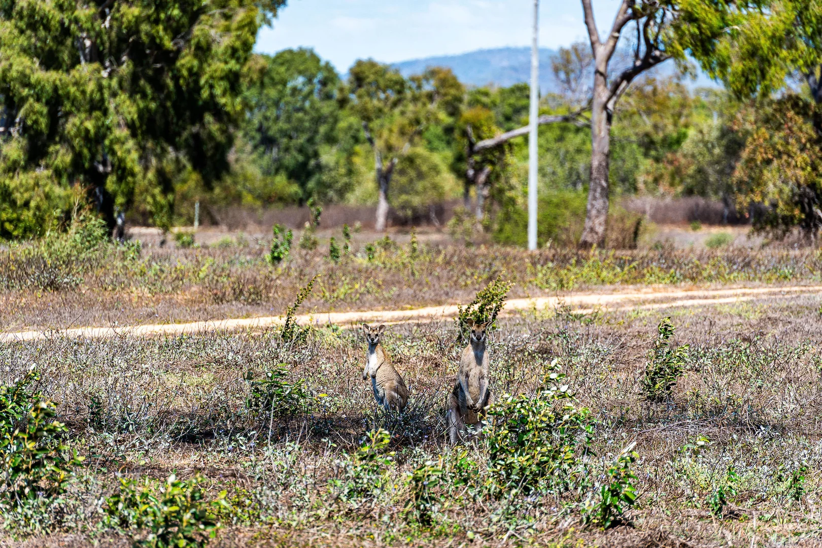 Additional image 51 of Lot 151 Coventry Road, Cape Upstart, Guthalungra QLD 4805