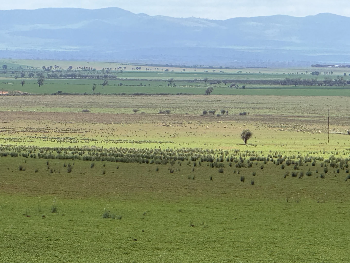 Additional image 7 of Redgum Road, Willowie SA 5431