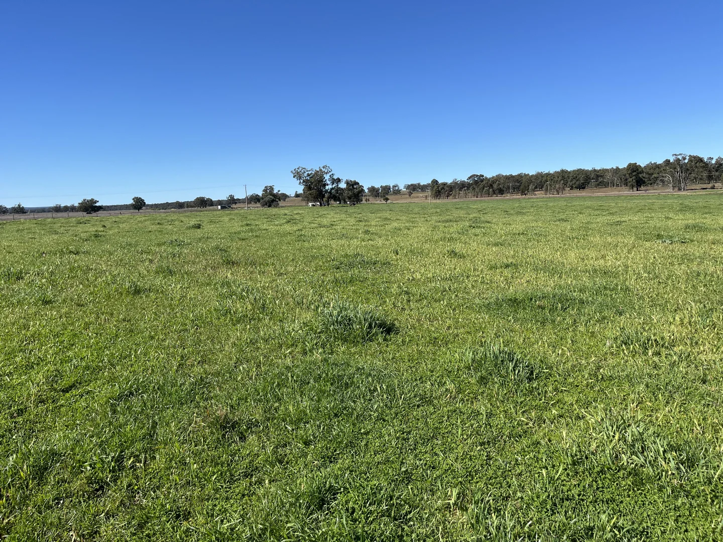 Additional image 16 of "Piambra" 714 Piambra Road, Binnaway NSW 2395