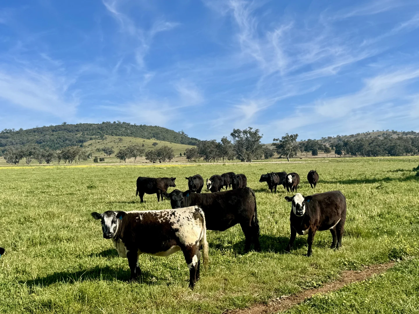 Additional image 13 of "Glenaladale" 167 Mooki Springs Road, Quirindi NSW 2343