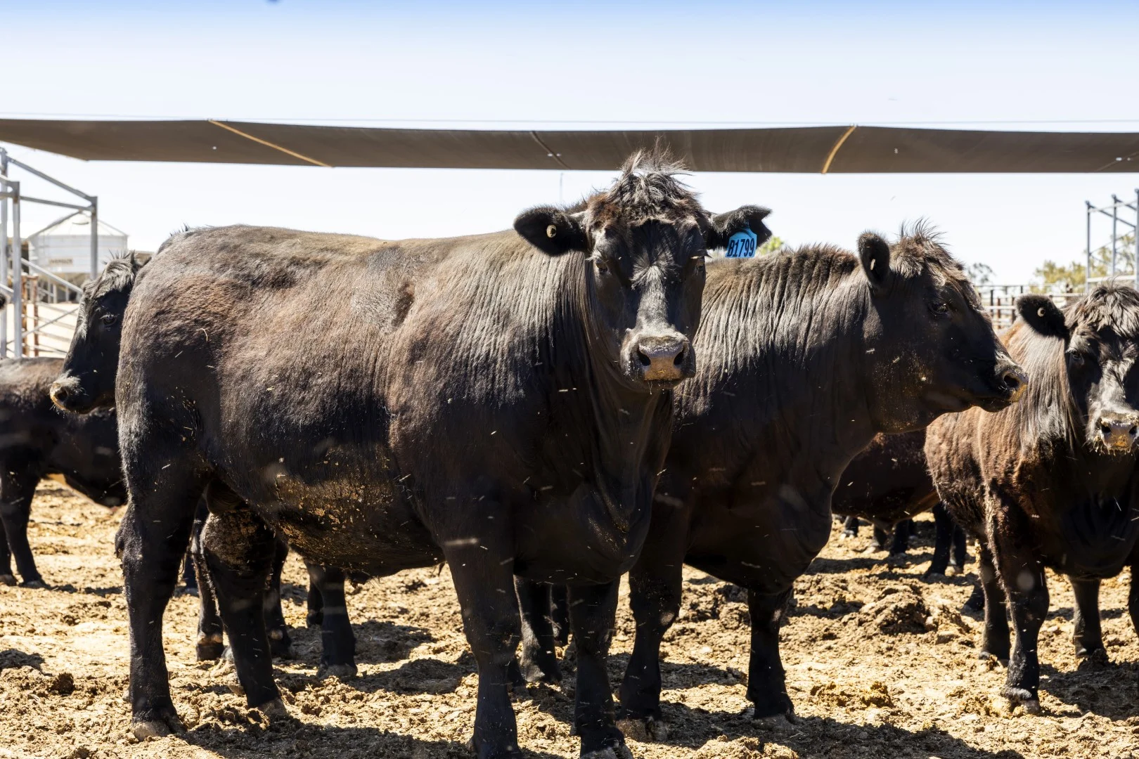 Additional image 9 of 1156 Parrakie North Road, Lameroo SA 5302