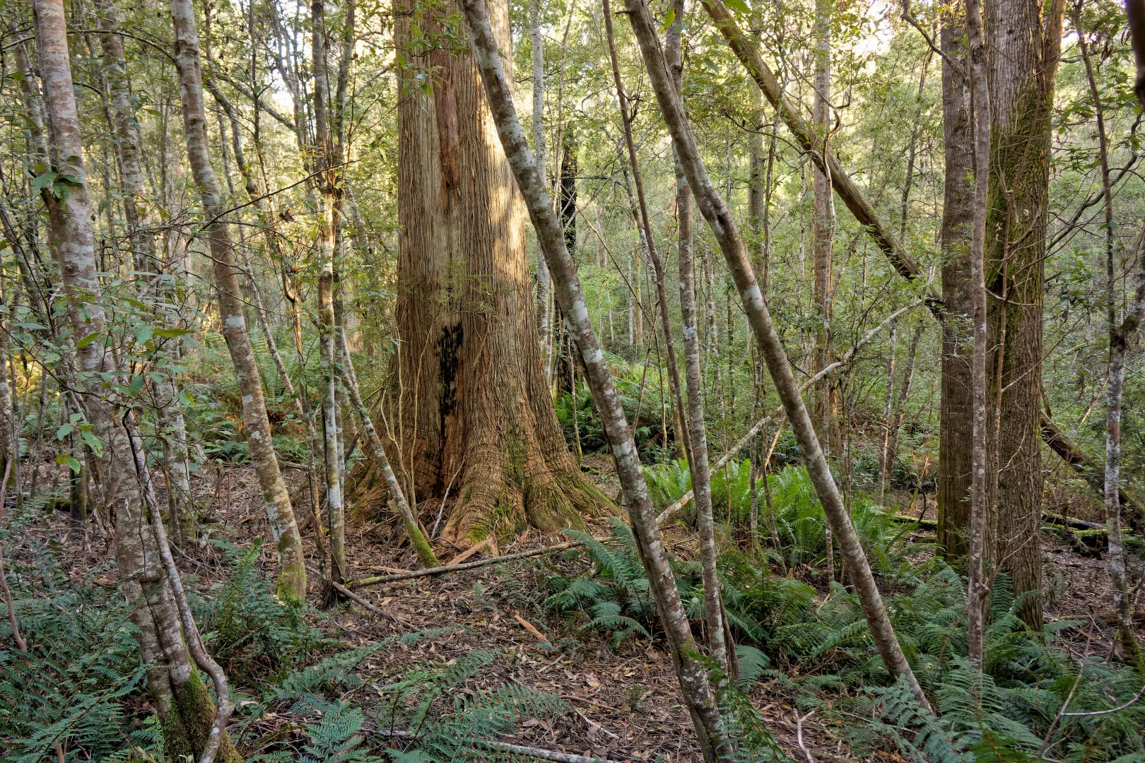 Additional image 17 of Lot 1, 660 Larcombes Road, Reedy Marsh TAS 7304