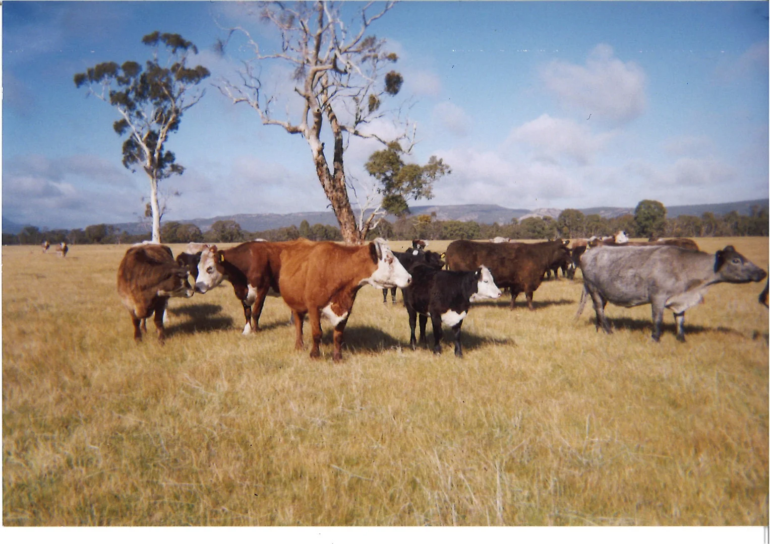 Additional image 22 of Golton South Road, Dadswells Bridge VIC 3385