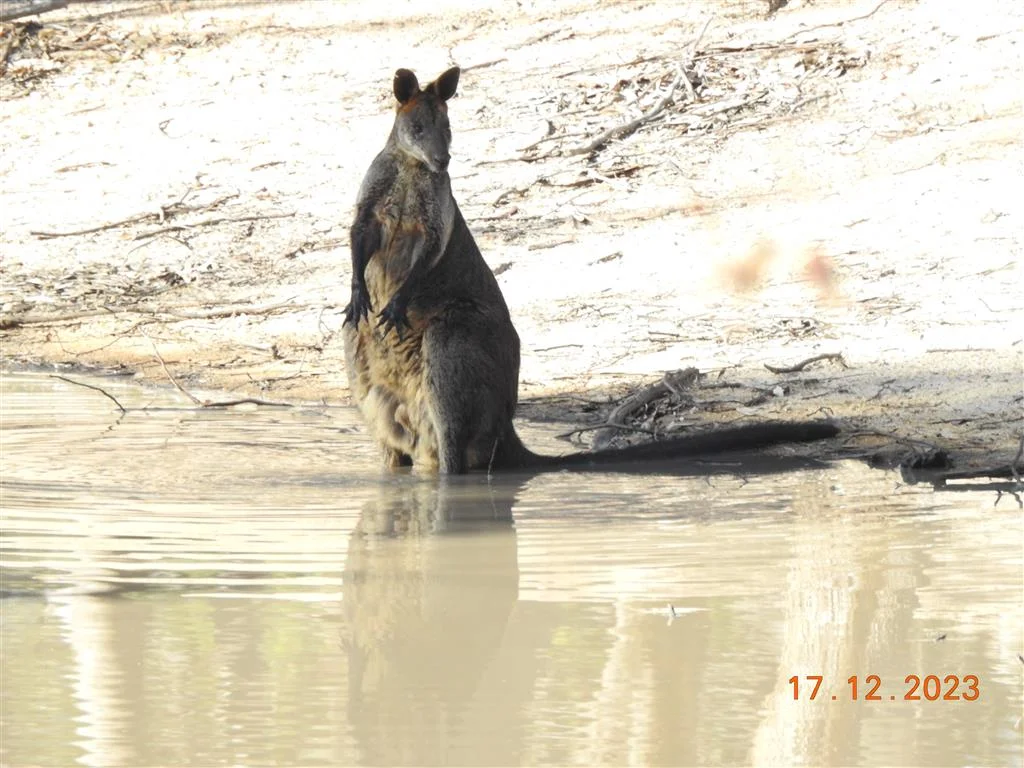 Additional image 2 of Lot 7 Wedderburn-Serpentine Rd, Glenalbyn VIC 3517