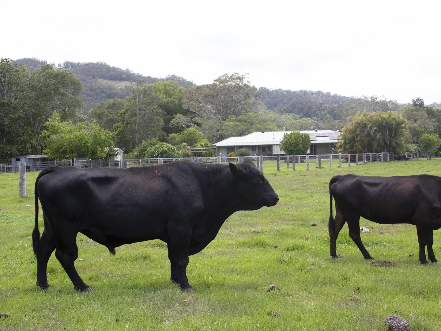 Additional image 16 of 400 Chilcotts Road, Chillingham NSW 2484