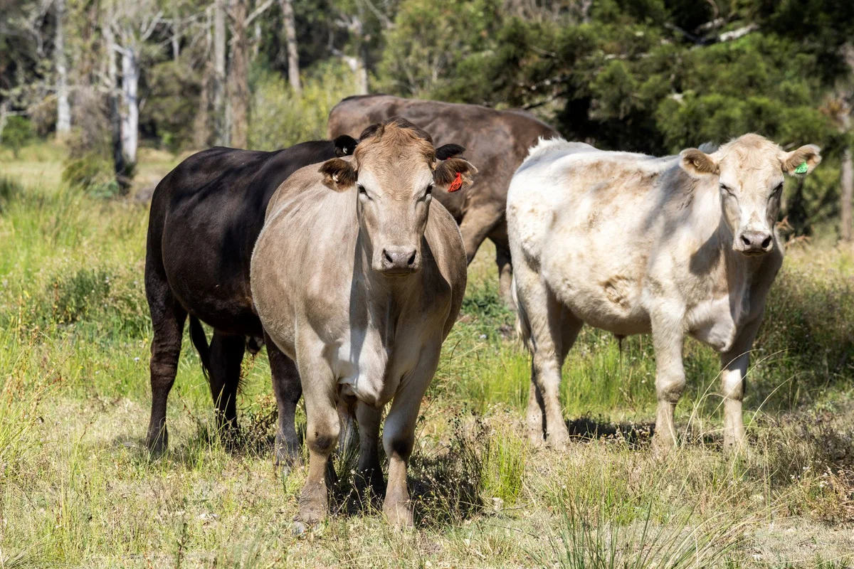 Additional image 14 of 475 Ellangowan Road, Yorklea NSW 2470