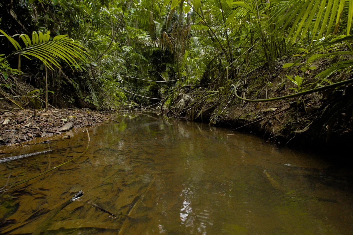 Additional image 34 of 222 Hitchconole Road, Tarzali QLD 4885
