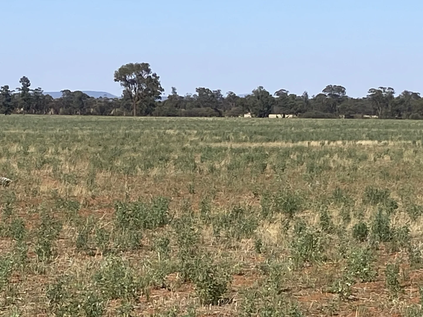 Additional image 4 of 441 Imries Lane, Tullibigeal NSW 2669