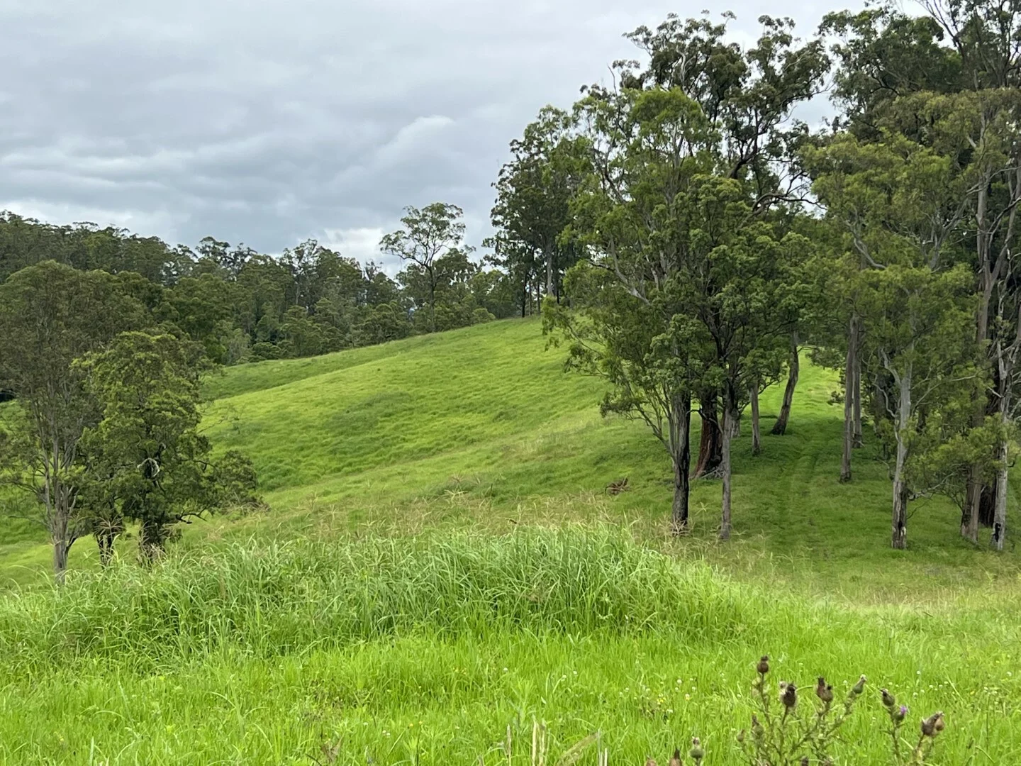 Additional image 17 of 59 Wyndham Road, Wyneden NSW 2474