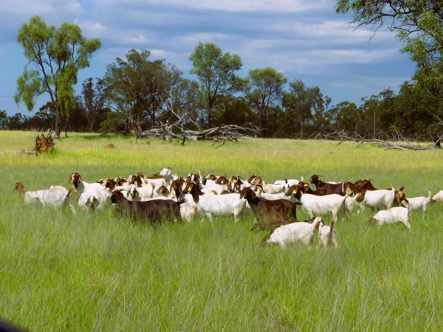 Additional image 9 of 'Gundi' 19181 Carnarvon Highway Highway, Surat QLD 4417