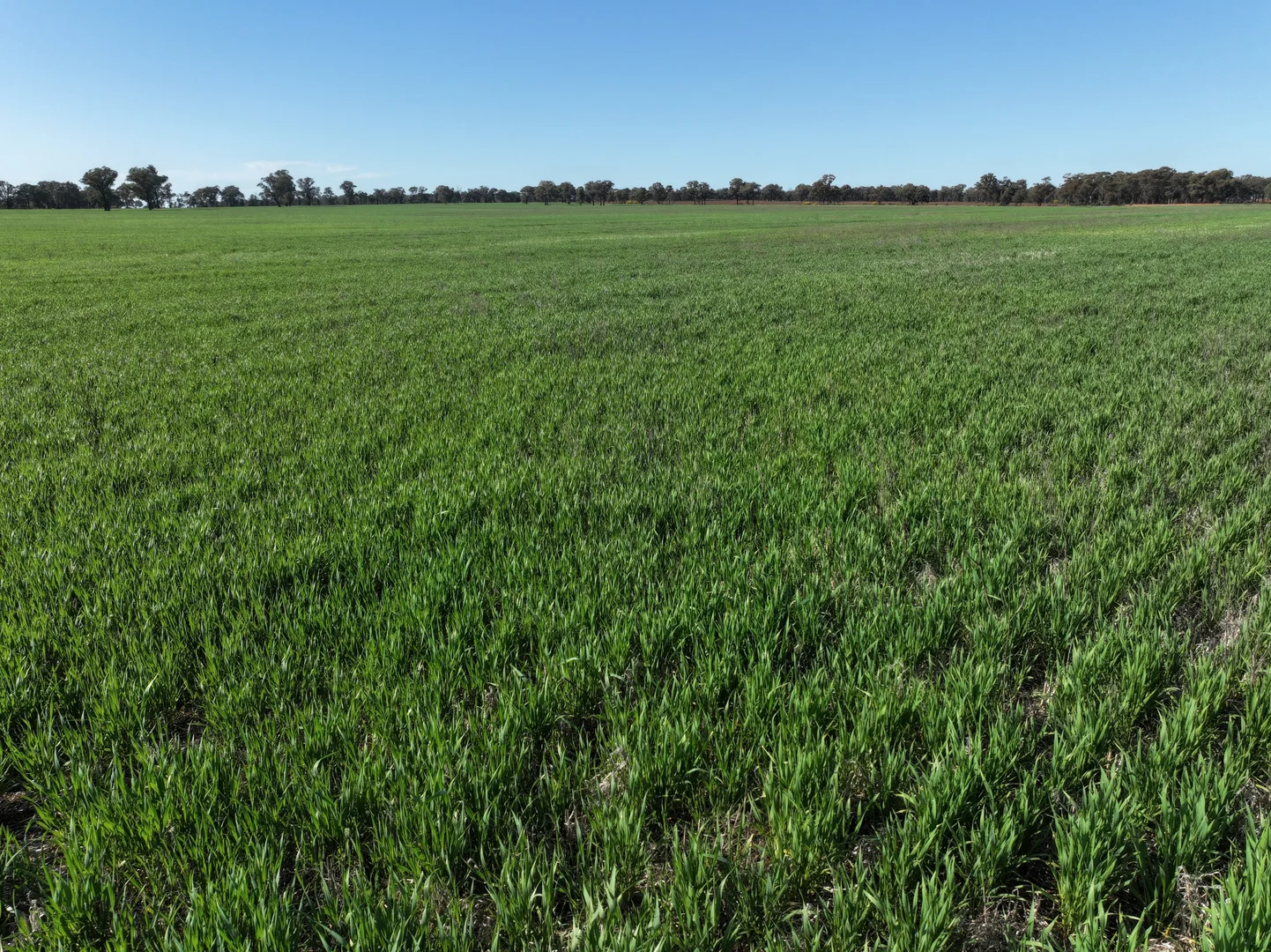 Additional image 6 of Part 'Girraween' Schmidts Lane, Quandary NSW 2665