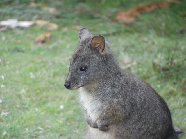 Additional image 12 of Lot 2 Lookout Road, Port Arthur TAS 7182