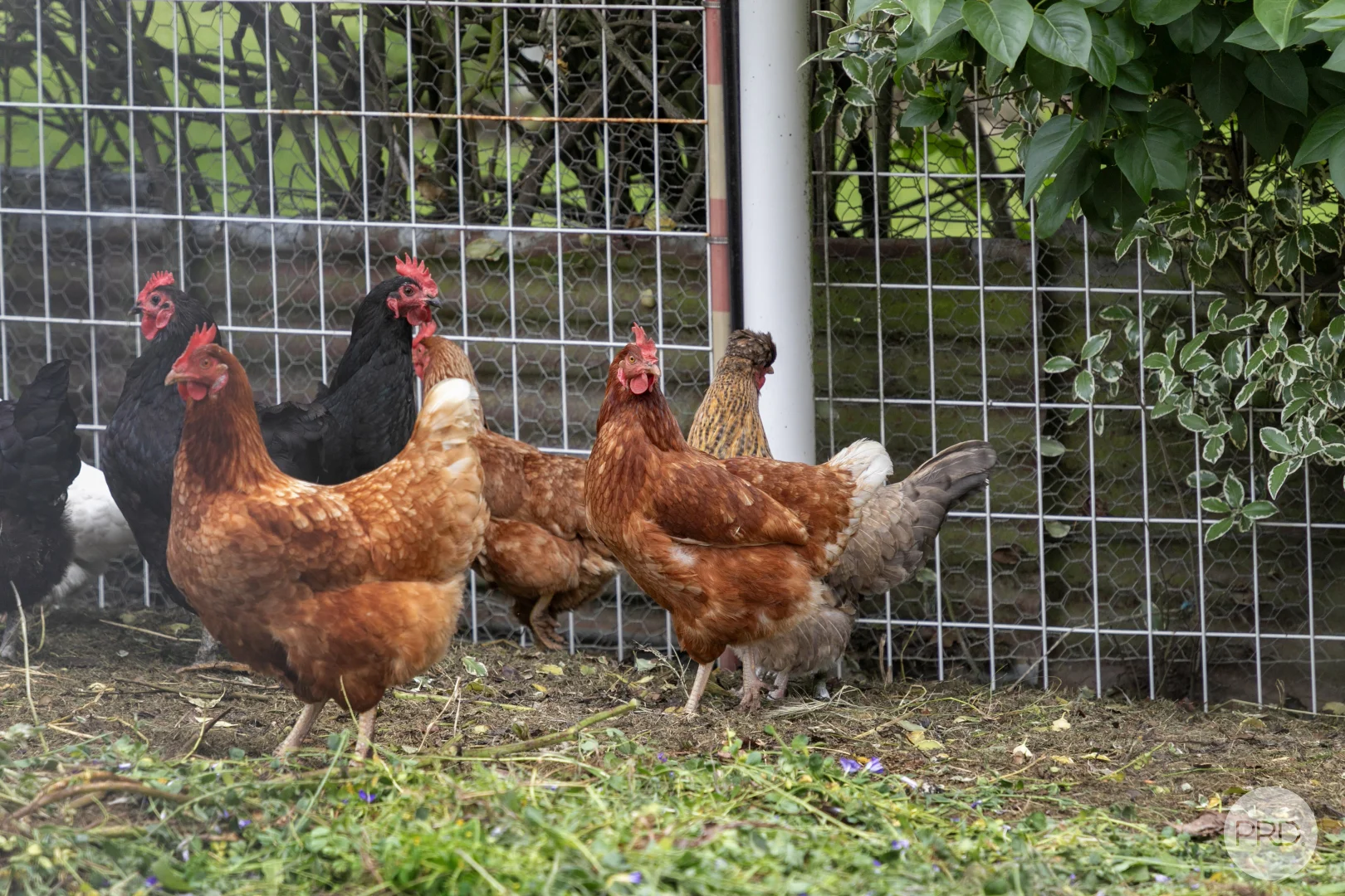 Additional image 17 of 151 Gracefield Road, Gong Gong VIC 3352