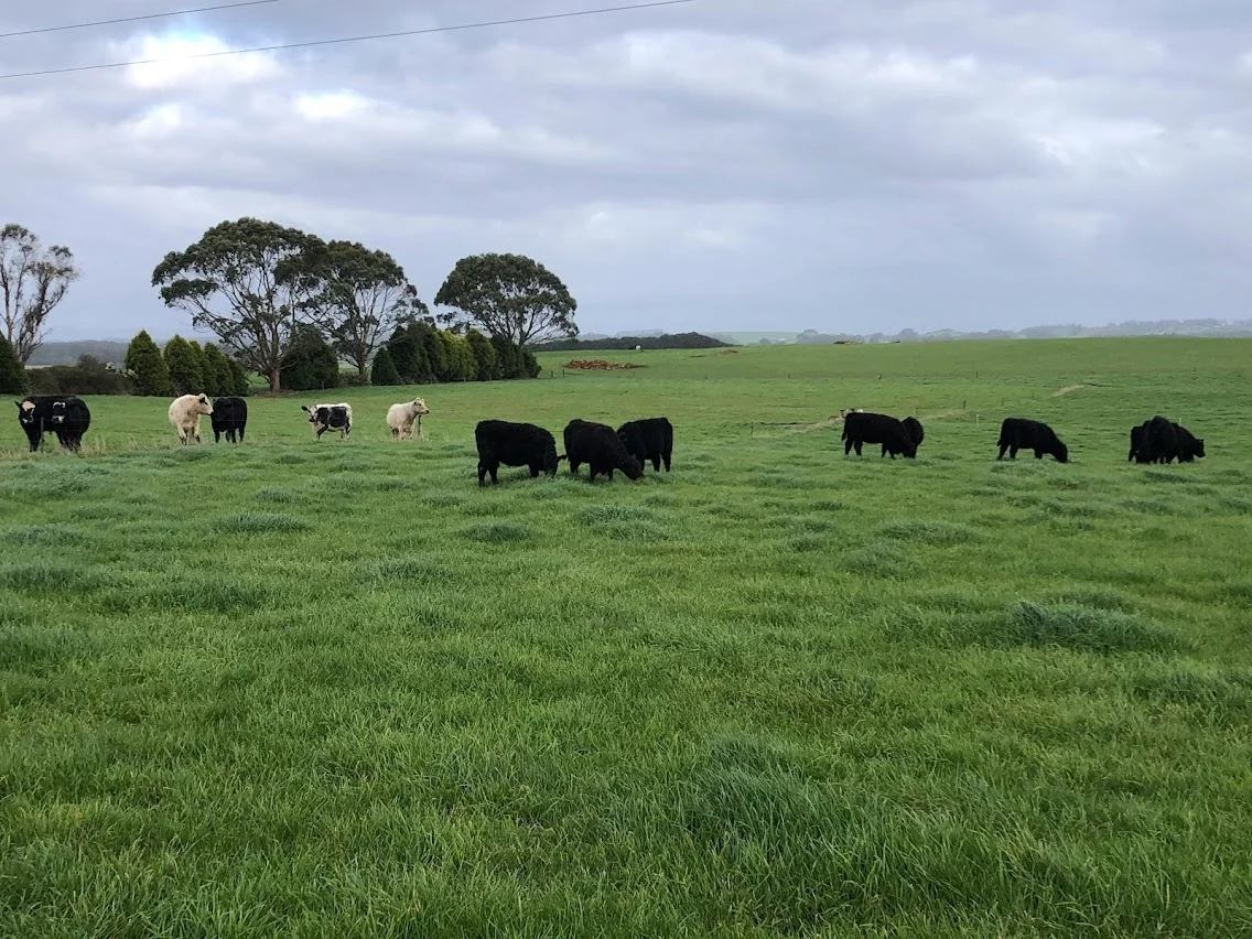 Additional image 14 of Cyathea Road, Forest TAS 7330