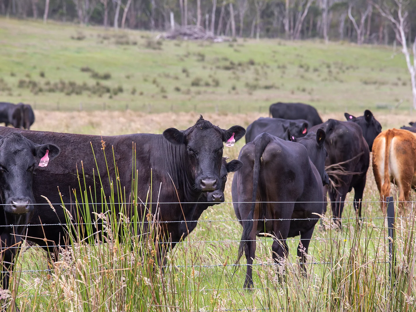 Additional image 15 of 931 Gorae Road, Gorae VIC 3305