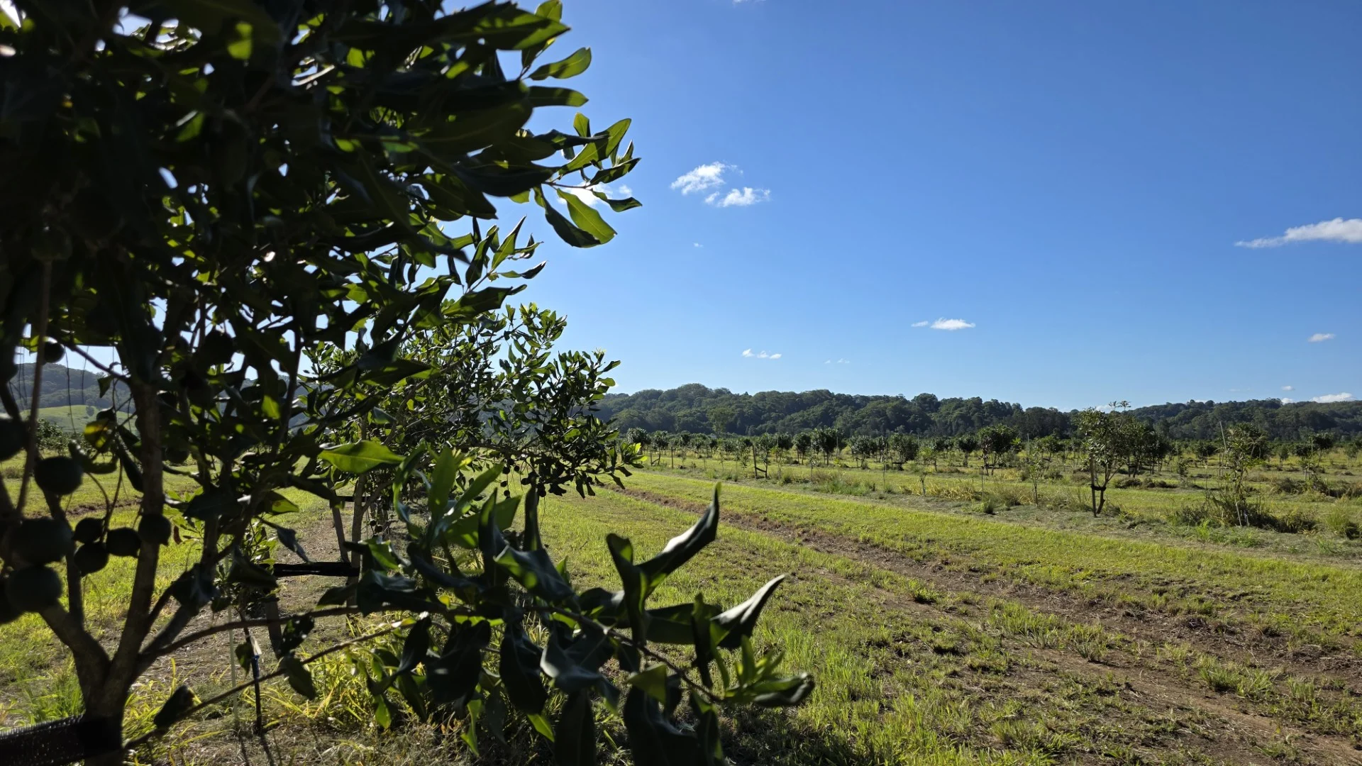 Additional image 5 of 292 Pimlico Road, Pimlico NSW 2478