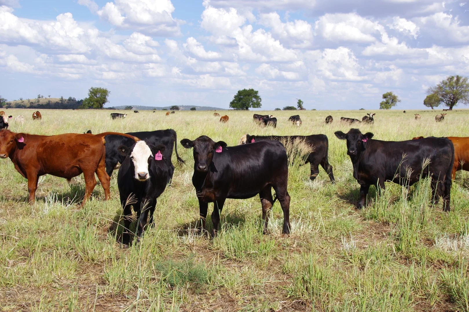 Additional image 22 of 1676 Willala Road, Boggabri NSW 2382