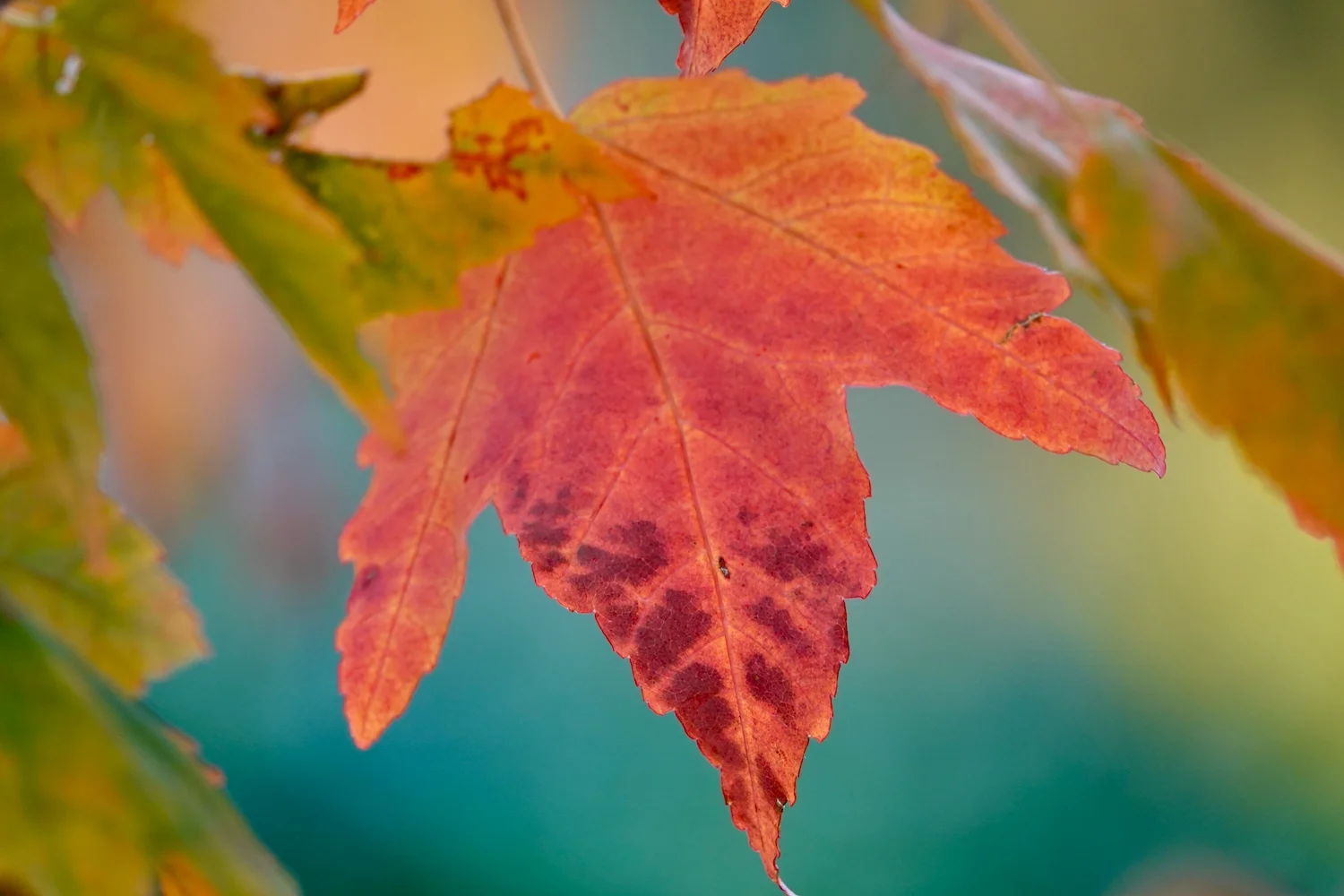 Additional image 21 of 10223 Armidale Road, Hernani NSW 2453