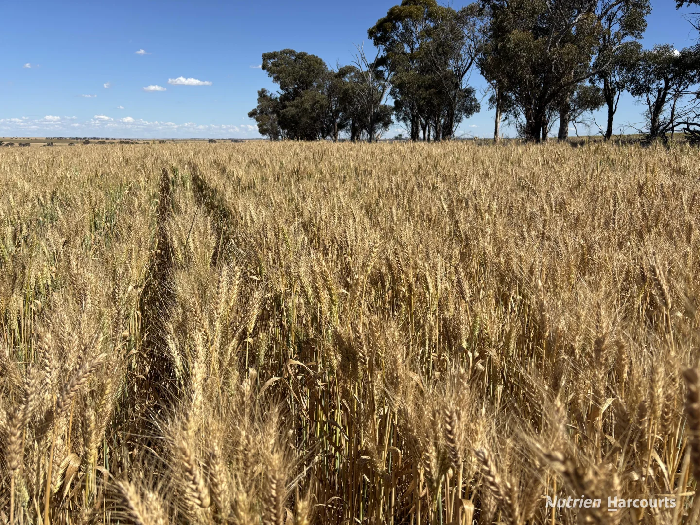 Additional image 16 of . 'Forrestine Farm', Cunderdin WA 6407