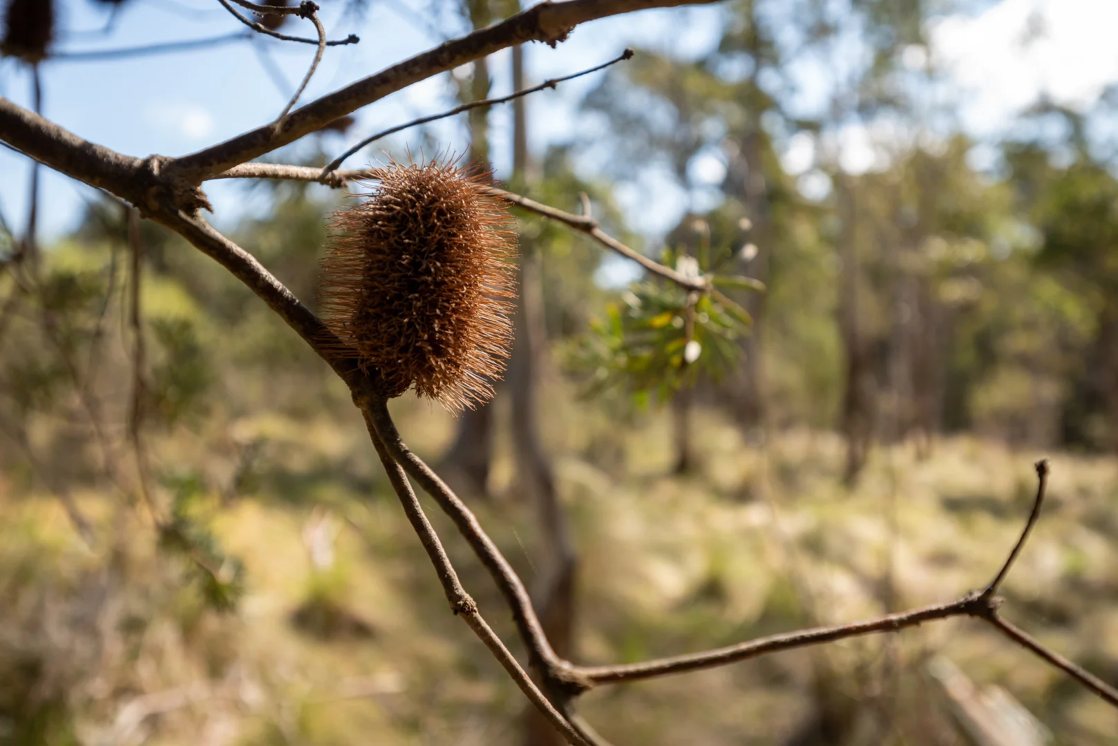 Additional image 20 of 153 Blue Bush Road, Wyanbene NSW 2622