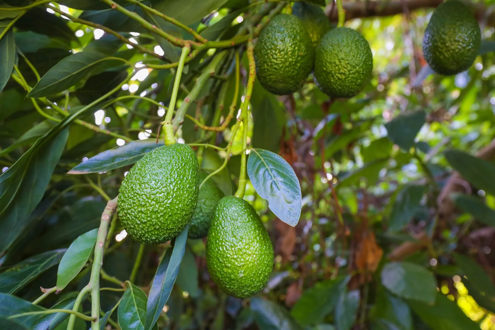 Additional image 10 of 182 Carey Street and 210 Dumosa Street, Red Cliffs VIC 3496