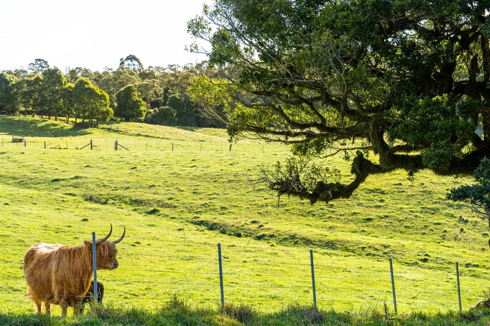 Additional image 13 of 4980 Illawarra Highway, Robertson NSW 2577