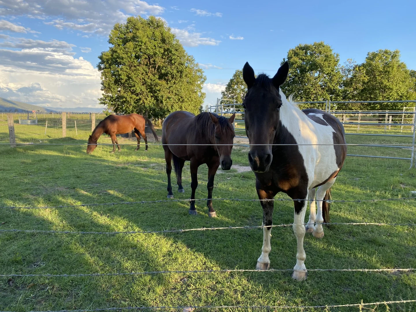 Additional image 31 of 307 Silverleaves Road, Mount Beppo QLD 4313