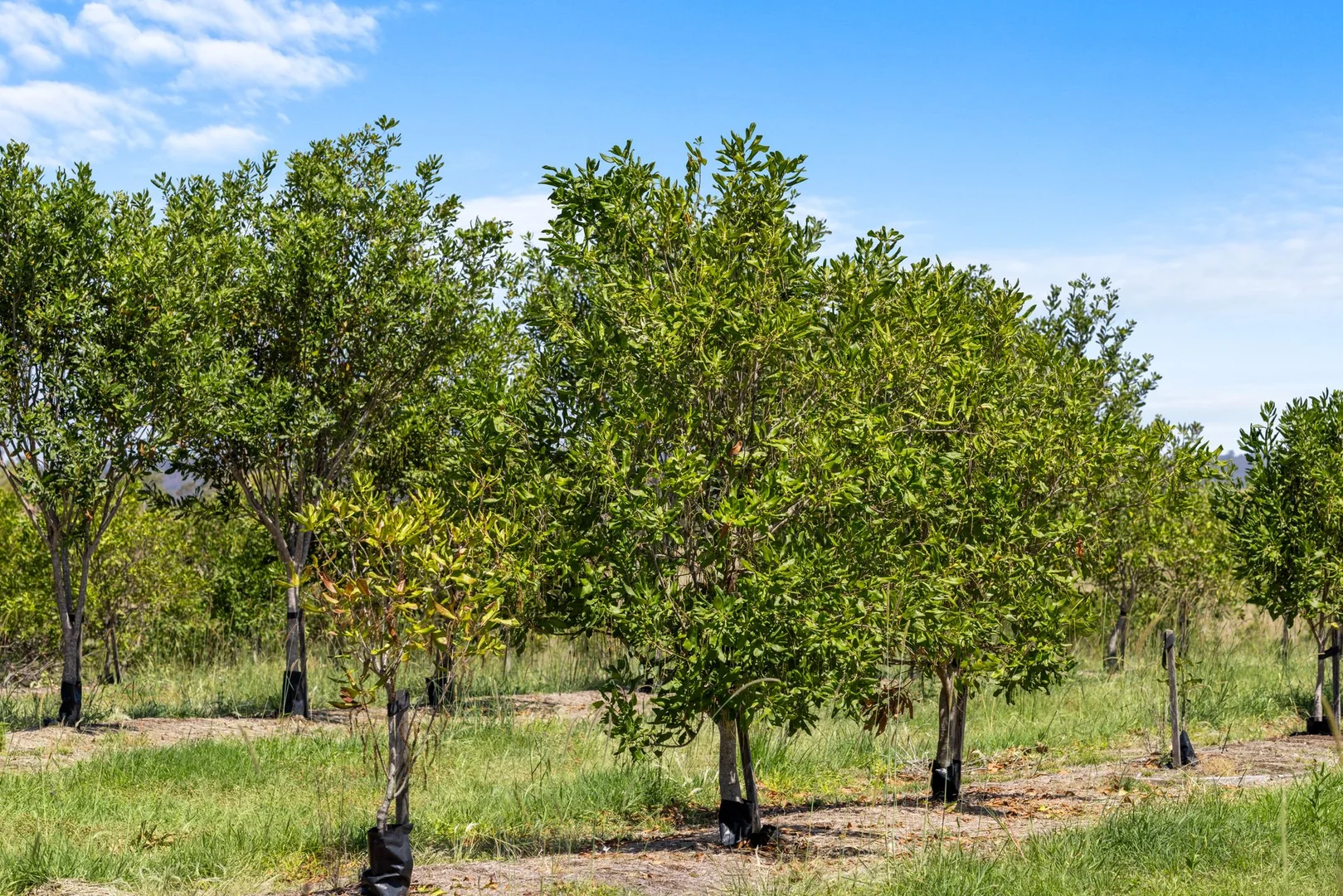 Additional image 3 of 1255 Bulmers Road, Hogarth Range NSW 2469