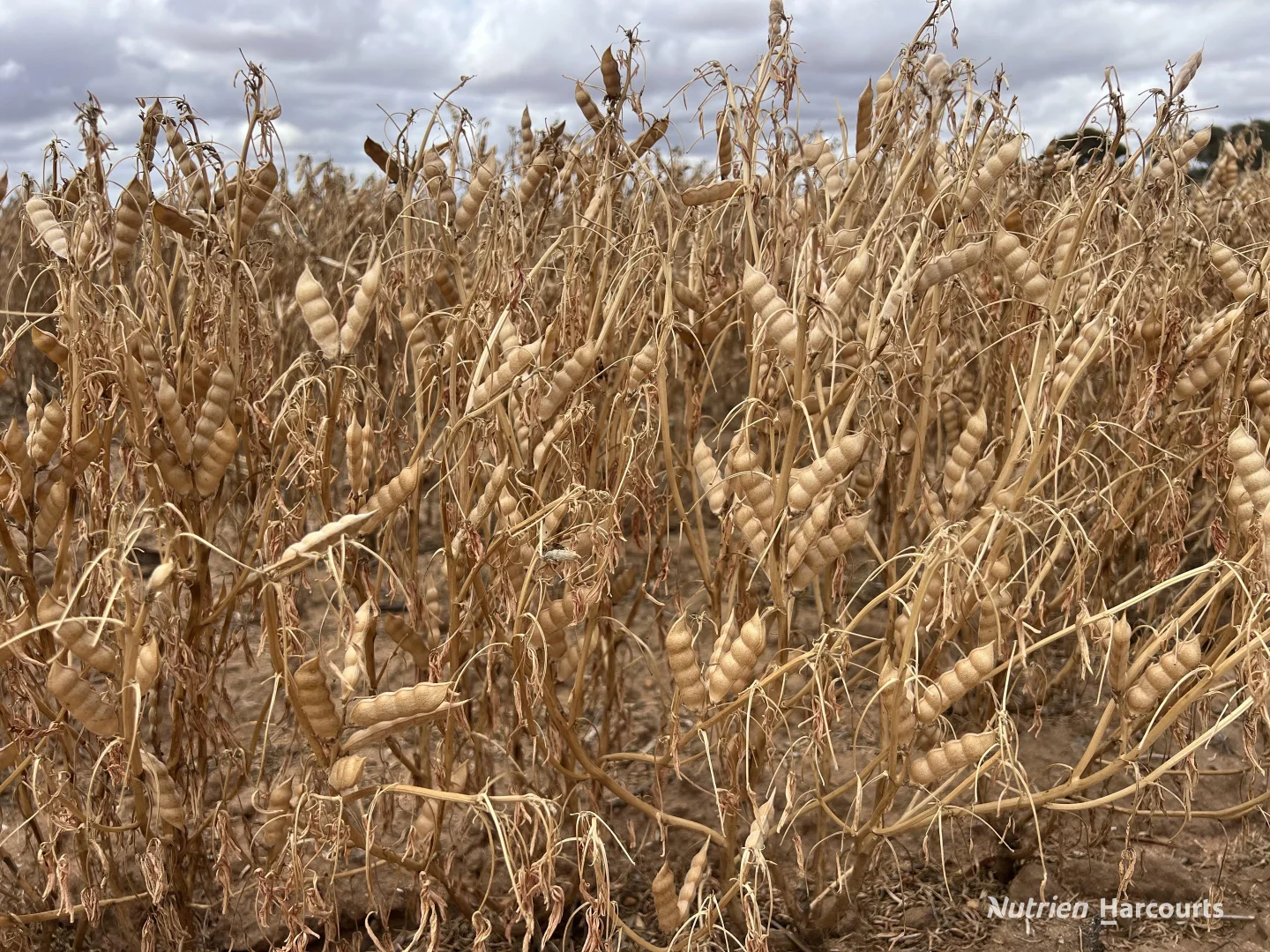 Additional image 27 of . Waitavalo Farms, Narembeen WA 6369