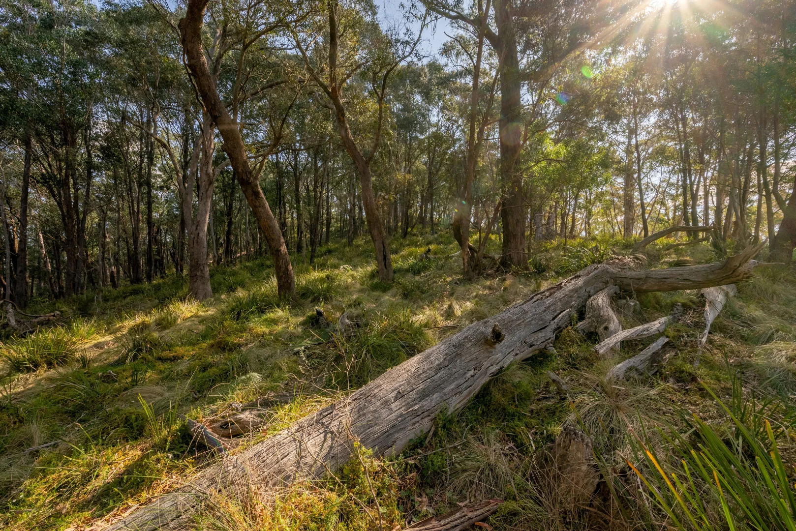 Additional image 24 of 153 Blue Bush Road, Wyanbene NSW 2622
