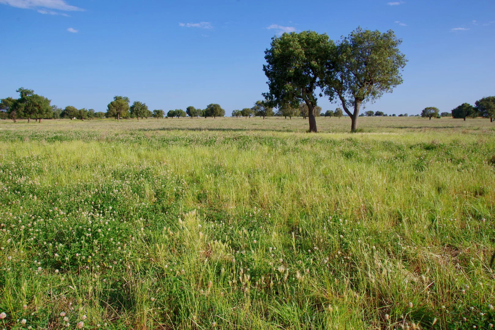 Additional image 21 of 1676 Willala Road, Boggabri NSW 2382