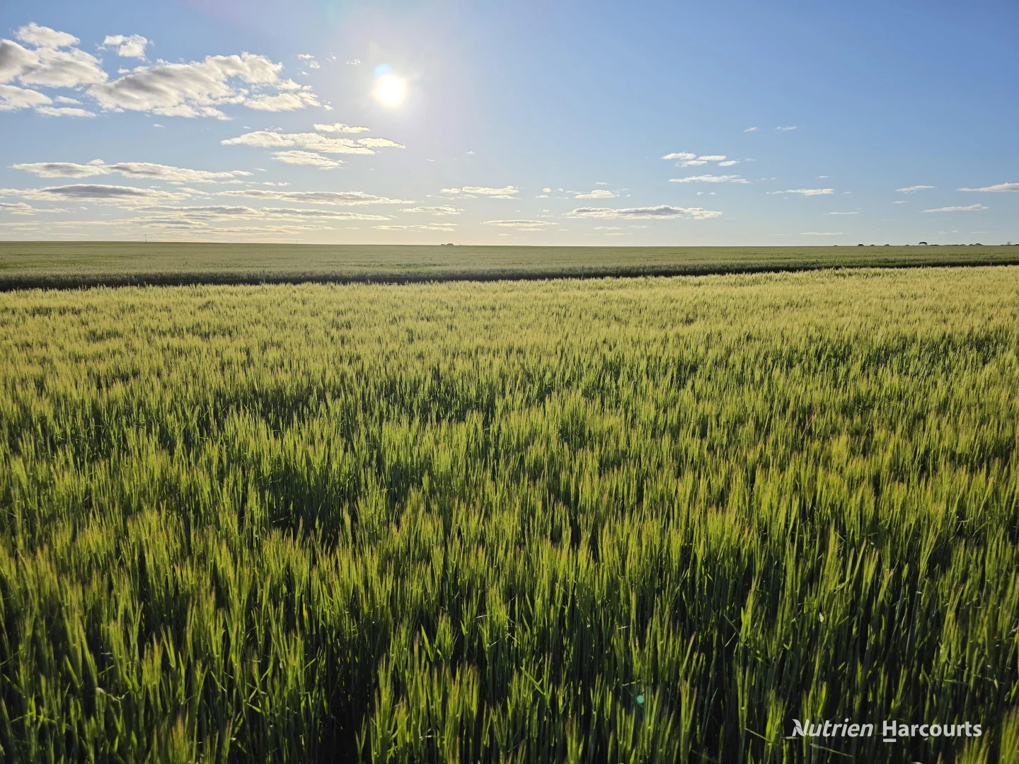 Additional image 19 of . Waitavalo Farms, Narembeen WA 6369