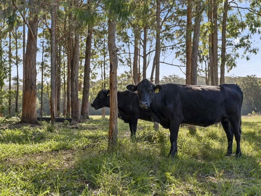 Additional image 20 of Lot 2 Gillards Road, Bucca NSW 2450