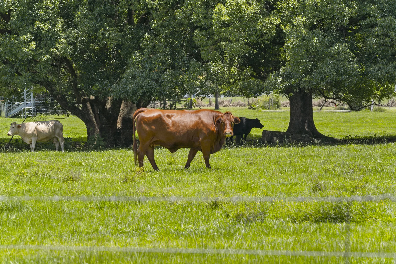 Additional image 30 of 981 Numinbah Road, Crystal Creek NSW 2484