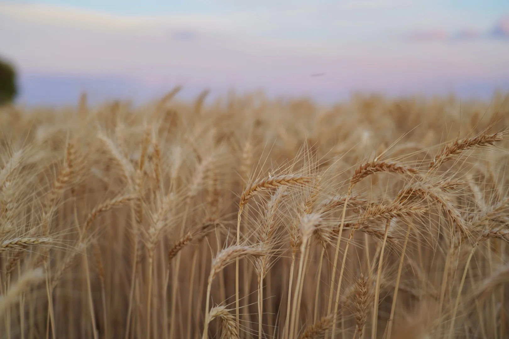 Additional image 9 of Buddabadah NSW 2825