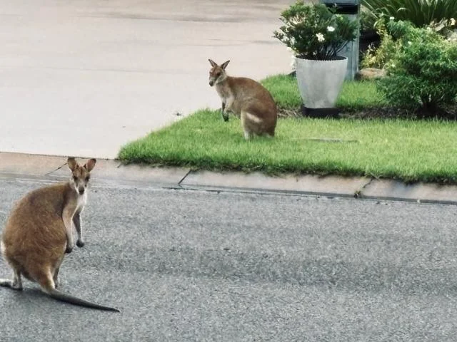 Additional image 6 of 16 Medinah Court, Balgal Beach QLD 4816